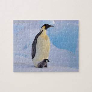 Puzzle Pingüino Emperador Aptenodytes