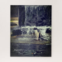 Pingüino Gentoo y sus amigos Zoológico de Edimburg