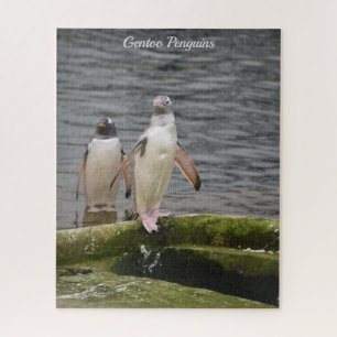 Puzzle Pingüino Gris del Zoológico de Edimburgo Escocia