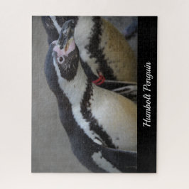 Puzzle Pingüino humbolt en el zoológico de Drusillas en S