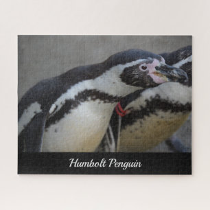 Puzzle Pingüino humbolt en el zoológico de Drusillas en S