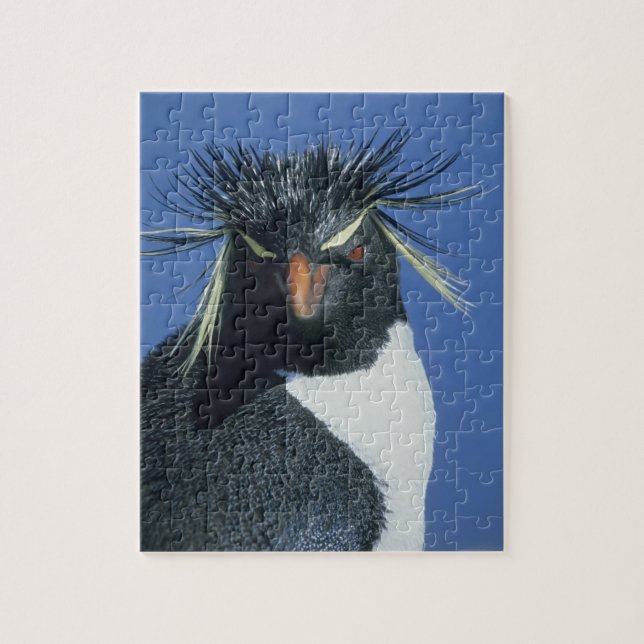 Puzzle Pingüino saltarrocas (Eudyptes chrysocome) (Vertical)