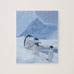 Puzzle Pingüinos Adelia (Pygoscelis adeliae) sobre hielo,