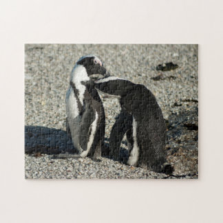 Puzzle Pingüinos africanos que se preparan
