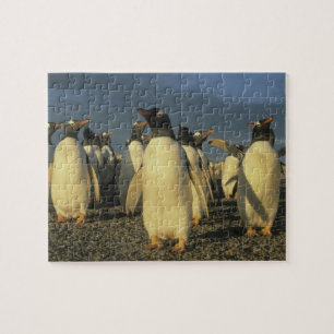 Puzzle Pingüinos de Gentoo, (Pygoscelis papua), Falkland