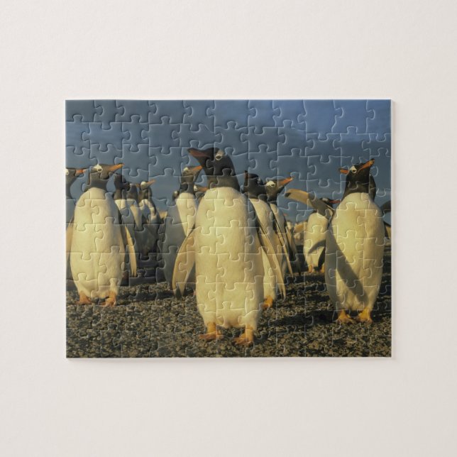 Puzzle Pingüinos de Gentoo, (Pygoscelis papua), Falkland (Horizontal)