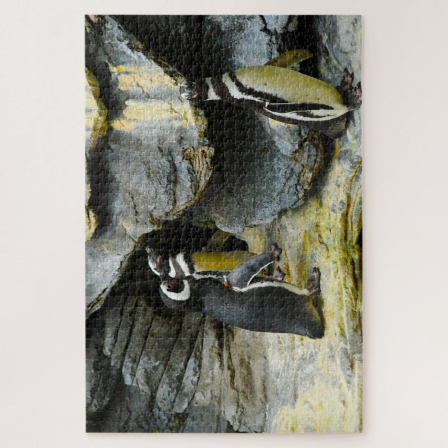 Puzzle Pingüinos de Humboldt. (Vertical)