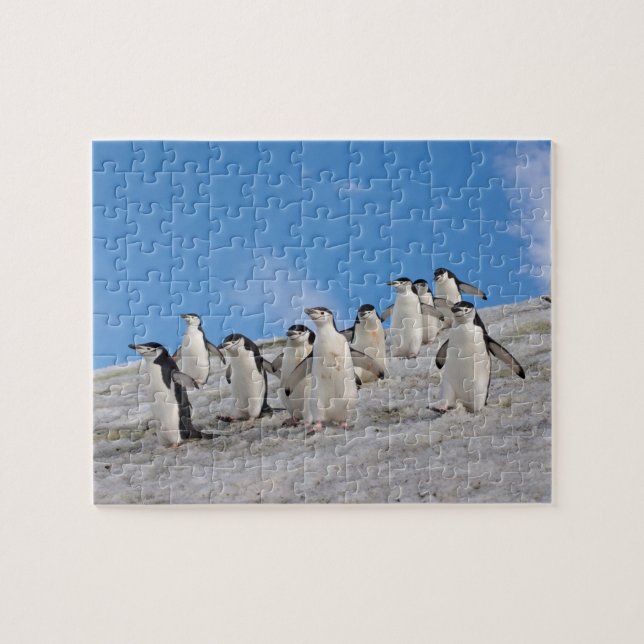 Puzzle Pingüinos de la Antártida | Pygoscelis Antarctica (Horizontal)