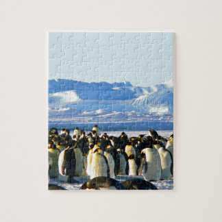 Puzzle Pingüinos emperadores
