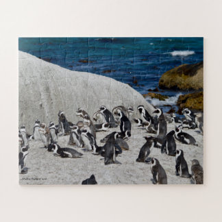Puzzle Pingüinos en bahía de los cantos rodados
