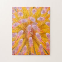 Pink and Orange Pincushion Proteaceae