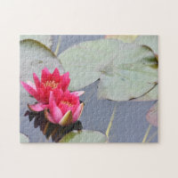 Pink Lilypad Lily Flor Natural Photography Garden