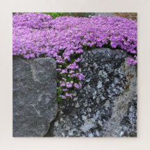 Pink Phlox on Boulder