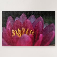 Pink Waterlily