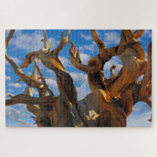 Puzzle Pino Bristlecone