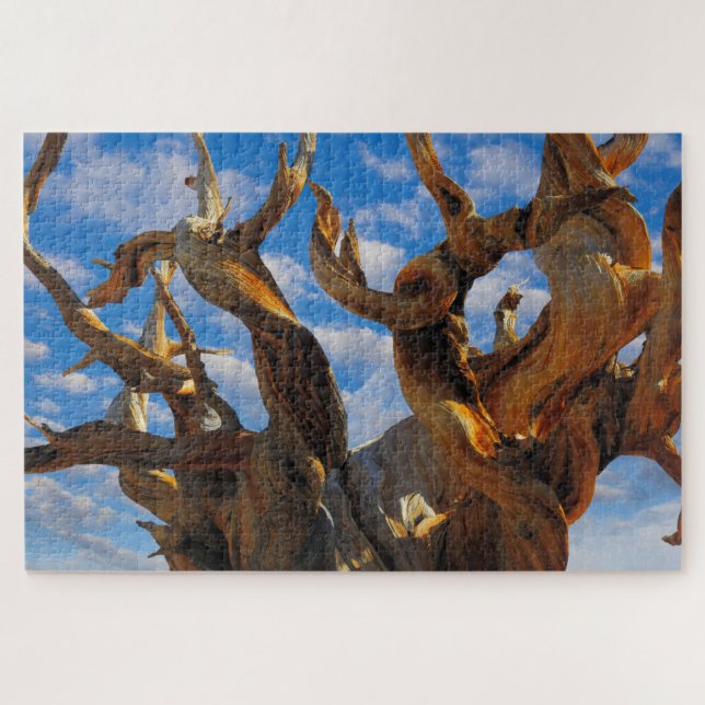 Puzzle Pino Bristlecone (Horizontal)
