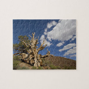 Puzzle Pino bristlecone en el bosque antiguo de Bristleco