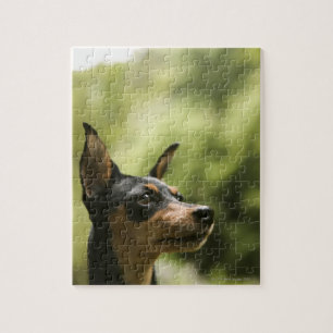Puzzle Pinscher miniatura (Minuto-Pin) 2