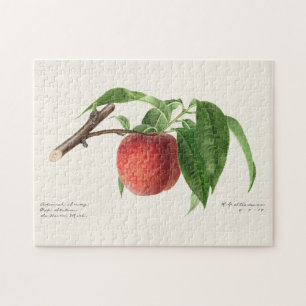 Puzzle Pintado de frutas de Peach Twig (Prunus Persica)