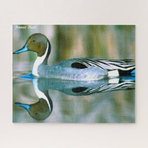 Puzzle Pintail Duck