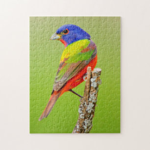 Puzzle Pintor (Passerina ciris) Macho Posado