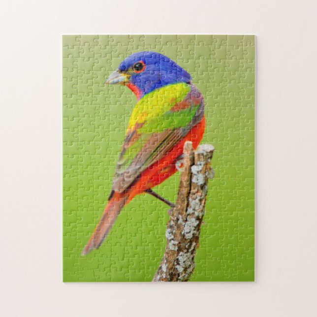 Puzzle Pintor (Passerina ciris) Macho Posado (Vertical)