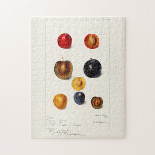 Puzzle Pintura acuática de ciruelas (Prunnus Domeatica)