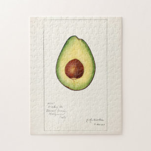 Puzzle Pintura al acuarela de fruto de aguacate (Persea)