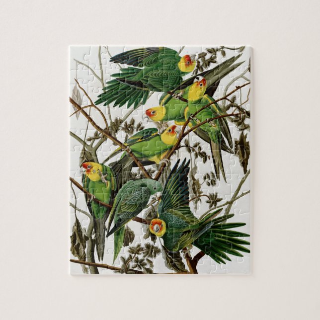 Puzzle Pintura de Audubon de época Carolina Parakeet (Vertical)