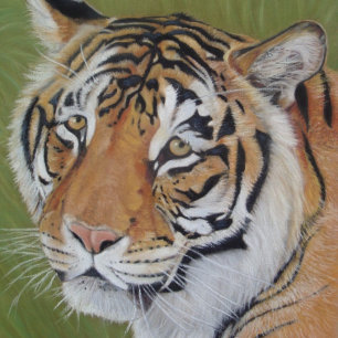 Puzzle pintura de la vida salvaje de tigre con ojos trist