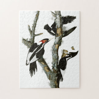 Puzzle Pintura de pájaro de carpintero de marfil de auduó