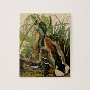 Puzzle Pintura de pájaro de Mallard Duck Audubon