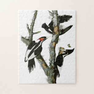 Puzzle Pintura de pájaros de carpintero audubon de marfi