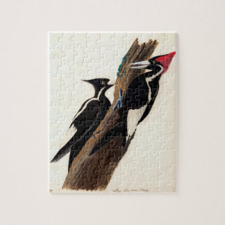 Puzzle Pintura de pájaros de carpintero audubon de marfil
