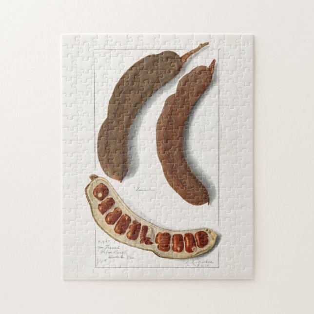 Puzzle Pintura de Tamarind Indio (Tamarindus Indica) (Vertical)
