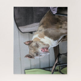 Puzzle Pit Bull