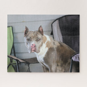 Puzzle Pit Bull