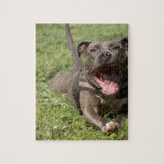 Puzzle Pitbull en hierba