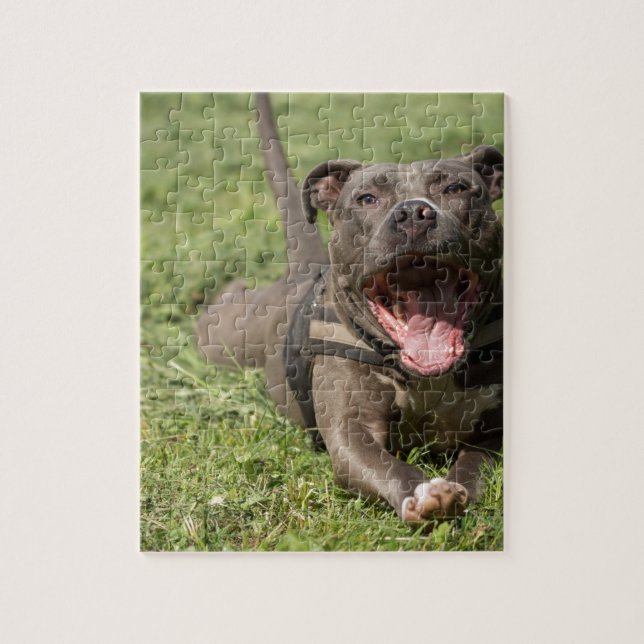 Puzzle Pitbull en hierba (Vertical)