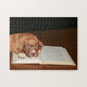 Puzzle Pitbull Terrier educado