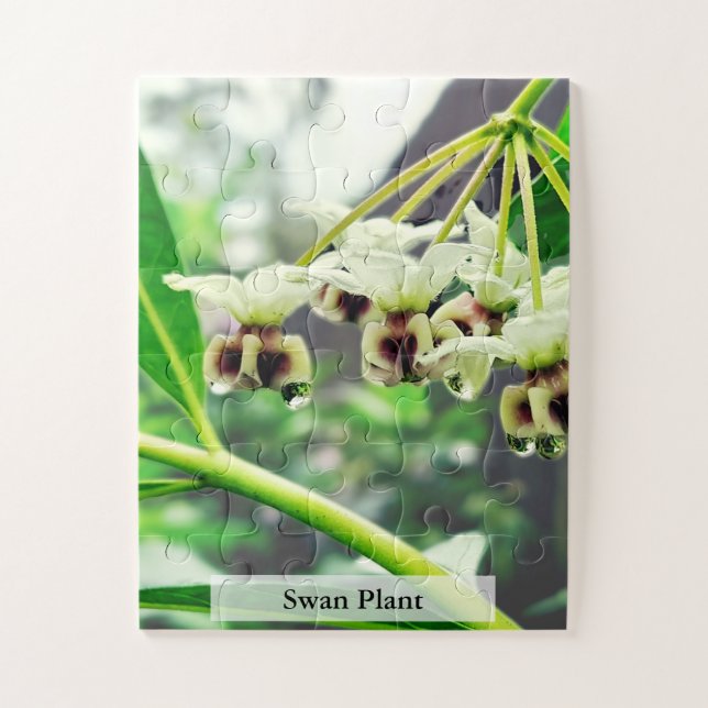 Puzzle Planta de cisne: Primer hogar del monarca 30 pieza (Vertical)
