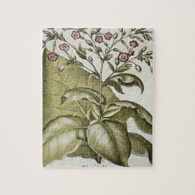 Puzzle Planta de tabaco, del "Hortus Eystettensis" por B (Vertical)