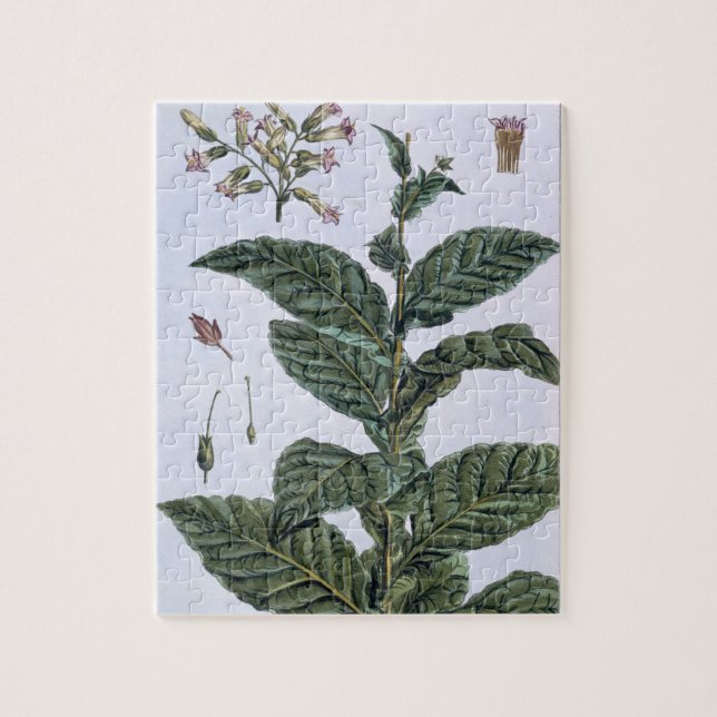 Puzzle Planta de tabaco, placa 7, de la 'colección (Vertical)