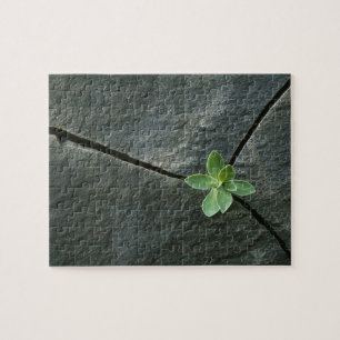 Puzzle Planta que crece en Boulder agrietado