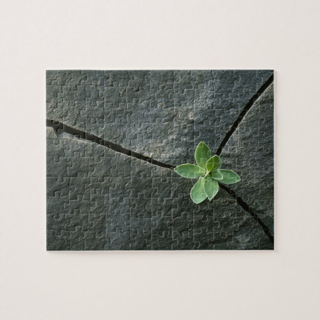 Puzzle Planta que crece en Boulder agrietado (Horizontal)