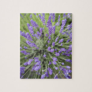 Puzzle Plantas de lavanda