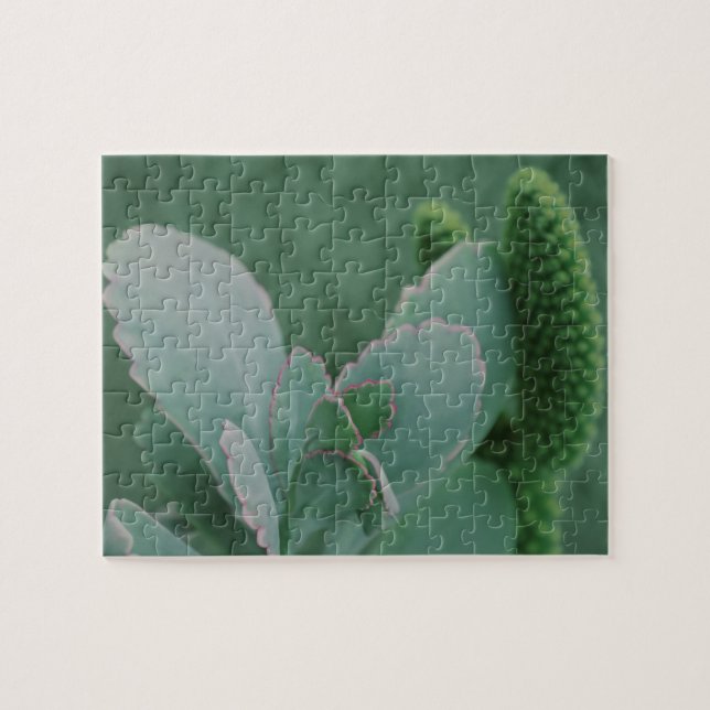 Puzzle Plantas del desierto (Horizontal)
