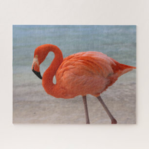 Puzzle Playas tropicales   Flamingo caribeño, Aruba