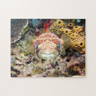 Puzzle Plefilia