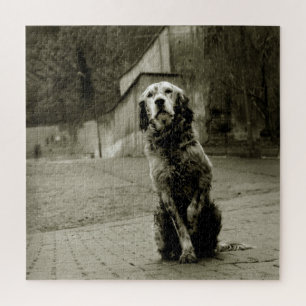 Puzzle Pobre perro esperando